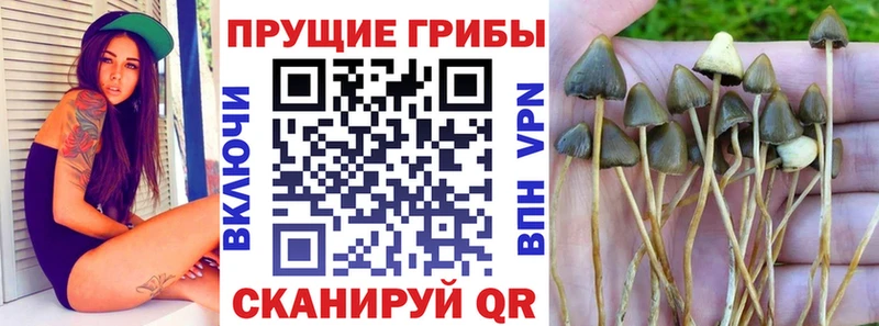 Галлюциногенные грибы прущие грибы  Купить где  Курчатов 